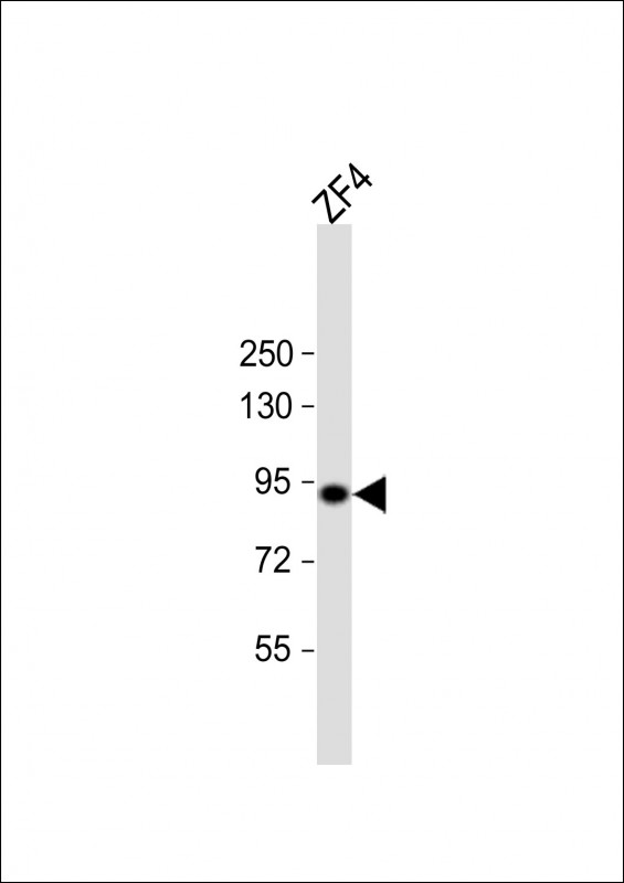 WB - hsp90a.1 Antibody (Center) Azb18696c